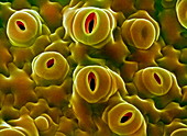 Open stomata,SEM