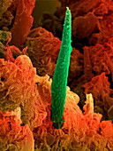 Cannabis leaf,SEM