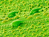 Leaf surface,SEM