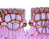 Leaf stomata,light micrograph