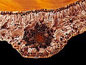 Leaf midrib,SEM