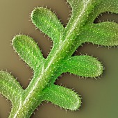 French lavender leaf,SEM