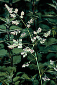 Flowering cocksfoot grass