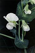 Flowers of the garden pea