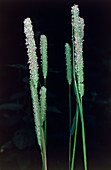Flowering Timothy grass,Phleum