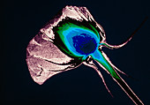 Coloured X-ray of a rose flower
