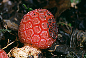 Red flowerhead of Corynaea parasitic plant