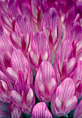 Clover flower,Trifolium pracensis