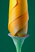 California poppy bud