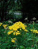 Wild flowers