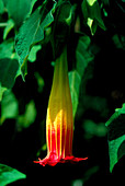 Datura sanguinea flower