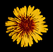 UV image of honey guides on dandelion