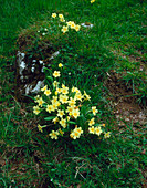 Wild primrose plant,Staffordshire