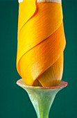 California poppy bud