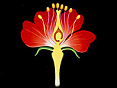 Illustration of the parts of a flower