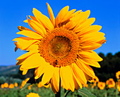 Sunflower with bee in field