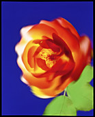 Flower of red Garden Rose