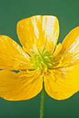 Fully opened buttercup flower