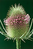 Teasel flower blooming