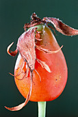 Dog rose hip with remnants of sepals