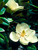 Evergreen magnolia flowers