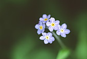 Forget-me-not flowers