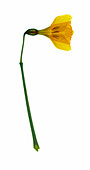 Daffodil flower