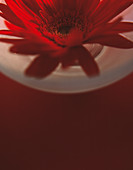 Red flower in a vase