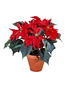 Poinsettia plant