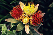 Tufted pincushion flowers