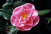 Monica Dance camellia flower