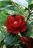 Fire Dance camellia flower