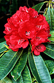 Blood Red rhododendron flowers