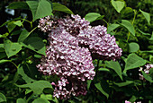 Marechal Lannes lilac flowers