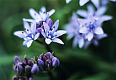 Spring squill flowers
