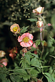 Geum 'Nordek' flowers