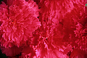 Tuberous begonia flowers