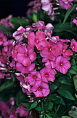 Garden phlox flowers