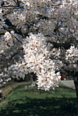 Yoshino cherry flowers
