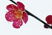 Japanese peach flower