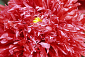 Opium poppy flower