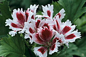 Regal geranium flowers
