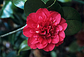 Camellia flower