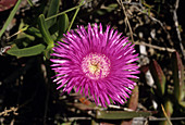 Carpobrotus flower