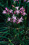 Spider lily flowers