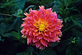 Dahlia flower