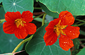 Wild nasturtium flowers