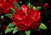 Rhododendron 'Fusilier' flowers
