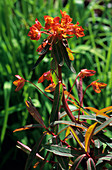 Euphorbia 'Fireglow' flowers