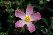 Cistus 'Grayswood Pink' flower